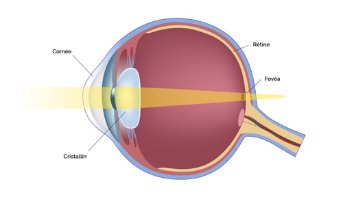 schemaOeilHypermetrope